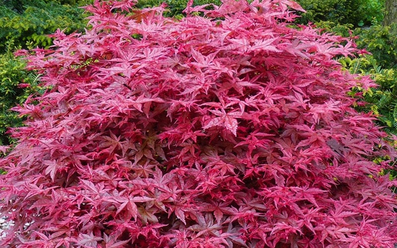 'Beni Maiko' Red Dancing Girl Japanese Maple - 5 Gallon Pot