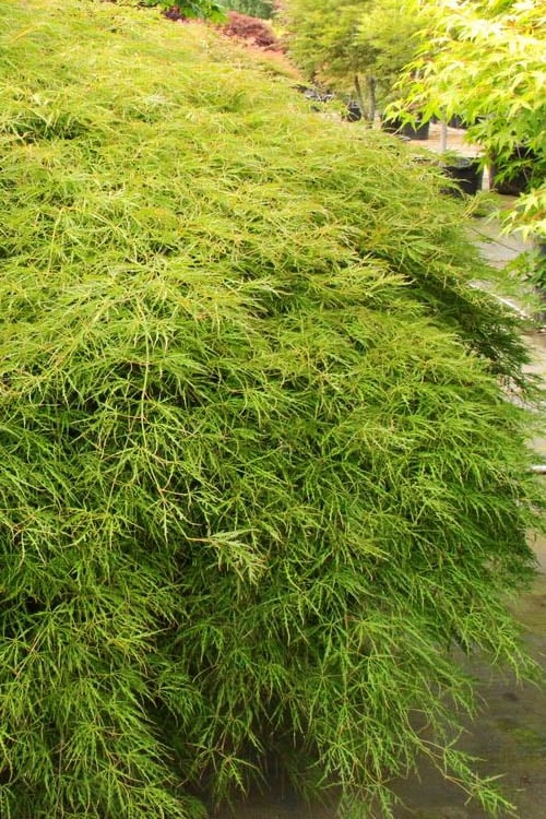 Otto's Dissectum Japanese Maple (Acer Palmatum) - 5 Gallon Pot