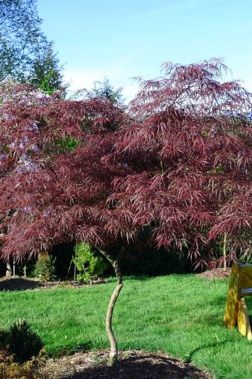 English Lace Japanese Maple - 6 Gallon Pot*B5