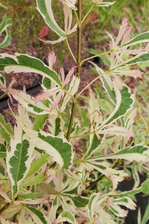 Hana Tsukasa Japanese Maple - 3 Gallon Pot (4-5')