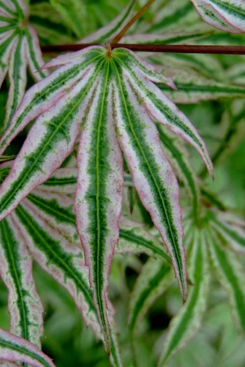 Ikandi Japanese Maple - 3 Gallon Pot (4-5')