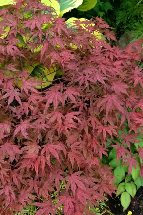 Olsen's Frosted Strawberry Japanese Maple - 3 Gallon Pot
