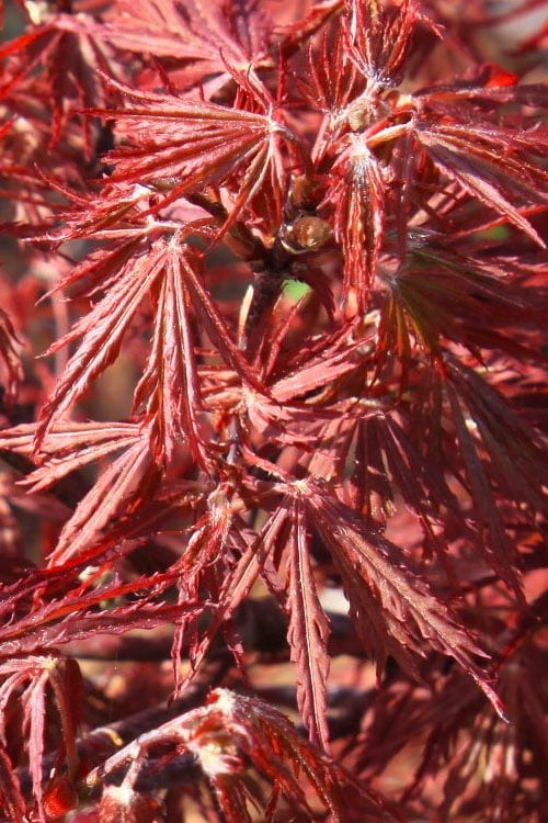 Scarlet Princess Dwarf Japanese Maple - 3 Gallon Pot