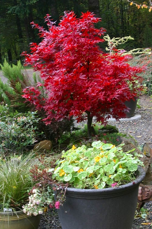 Shaina Dwarf Red Japanese Maple - 7 Gallon Pot (3.5 To 4.5')