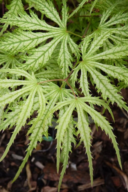 Sister Ghost Japanese Maple - 3 Gallon Pot (4-5')