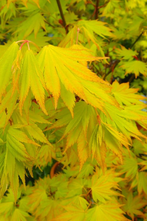 Jordan Golden Full Moon Japanese Maple - 3 Gallon Pot