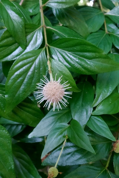 Adina Rubella Buttonbush - 3 Gallon Pot