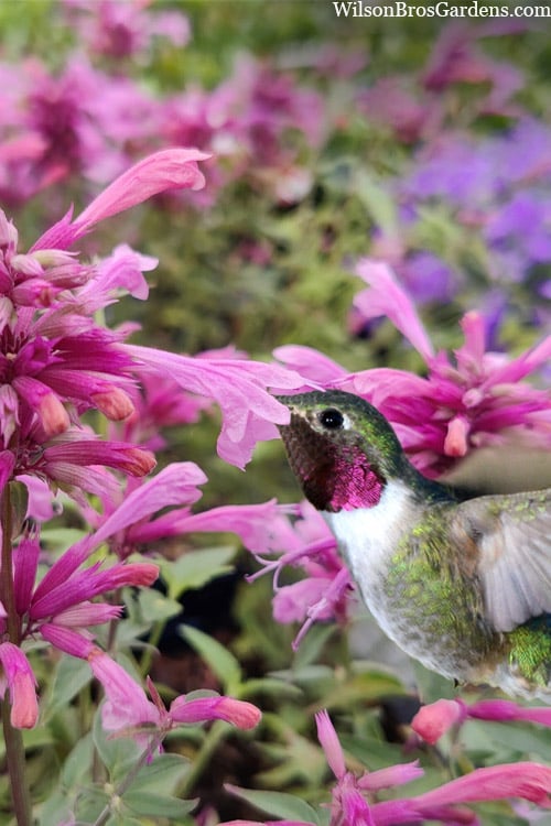 Rosie Posie Agastache (Hummingbird Mint) - 1 Gallon Pot