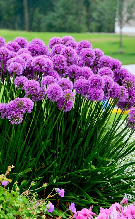 Millenium Allium (Ornamental Onion) - 6 Pack Of 1 Gallon Pots