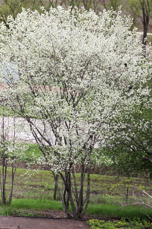 Downy Serviceberry Tree (Amelanchier Arborea) - 3 Gallon Pot
