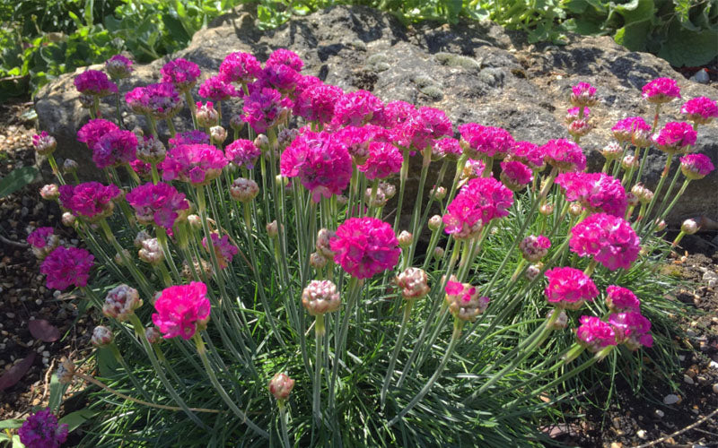 Splendens Sea Thrift (Armeria Maritima) - 5 Pack Of Quart Pots