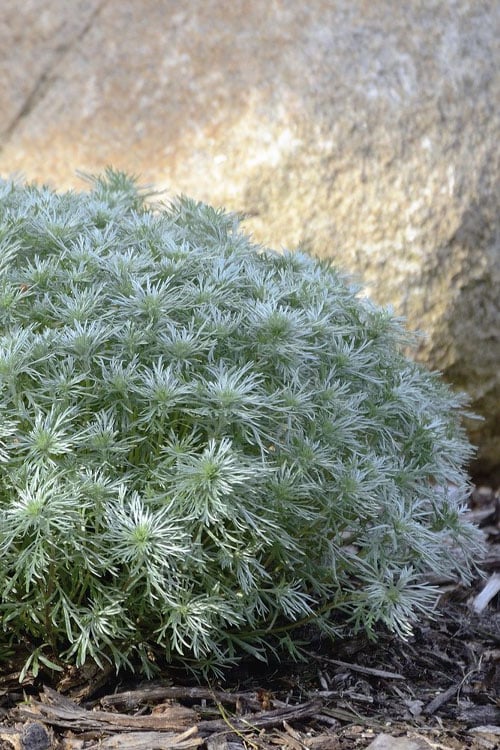 Silver Mound Artemisia - 1 Gallon Pot