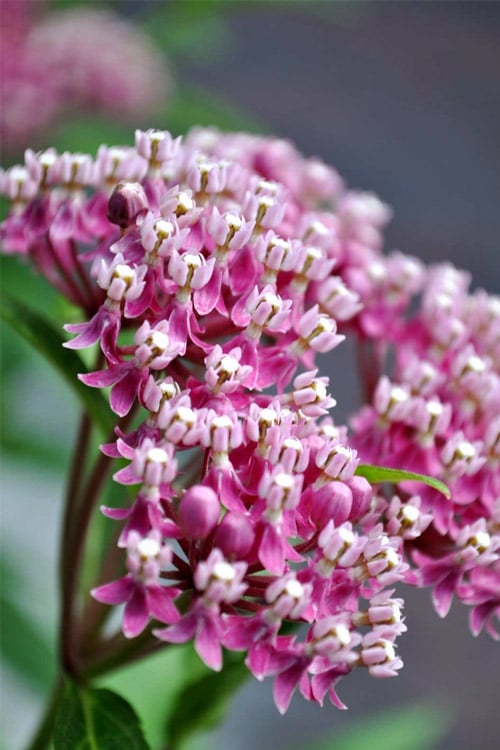 Cinderella Swamp Milkweed (Asclepias Incarnata) - 1 Gallon Pot