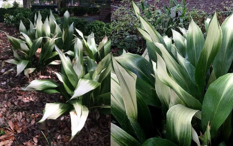 Snowcap Cast Iron Plant (Aspidistra Elatior 'Snowcap') - 3 Gallon Pot