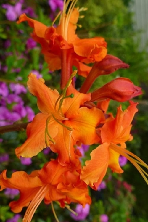 Red Pepper Aromi Azalea (Rhododendron Hybrid) - 1 Gallon Pot