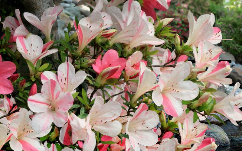 Astronaut Azalea - 1 Gallon Pot