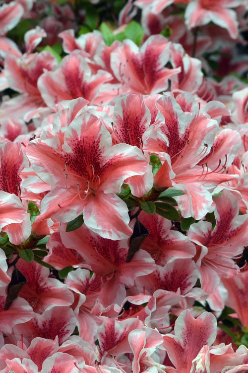 Ben Morrison Azalea - 3 Gallon Pot