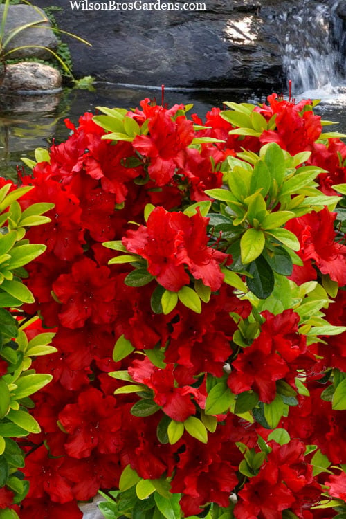Buccaneer Red Azalea (Glenn Dale Hydrid) - 2 Gallon Pot