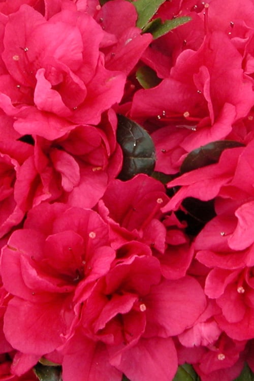 Canzonetta Azalea - 1 Gallon Pot