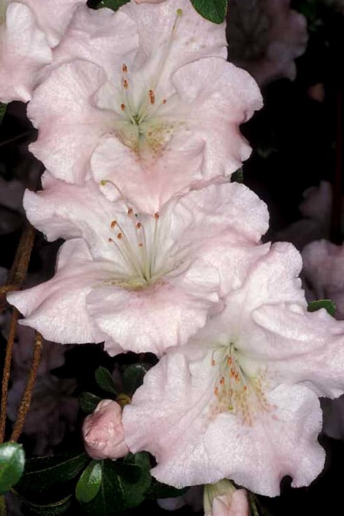 Gwenda Azalea (Robin Hill Hybrid) - 1 Gallon Pot