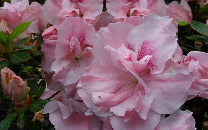 Nancy Of Robin Hill Azalea - 2 Gallon Pot