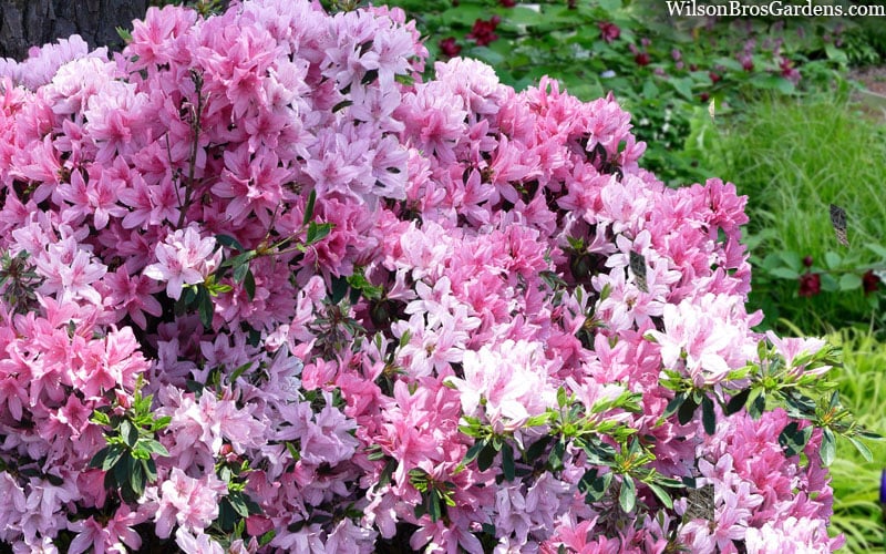 Northlake Beauty Azalea - 3 Gallon Pot