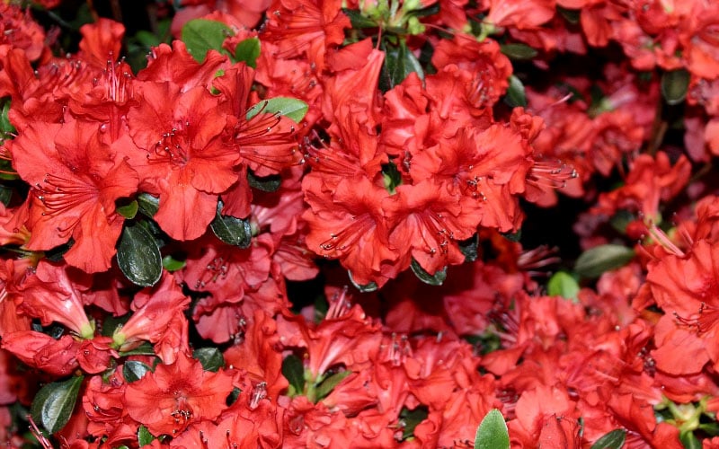 Stewartstonian Azalea - 1 Gallon Pot