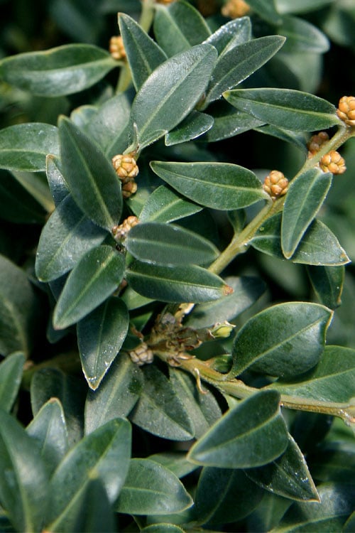 Arctic Emerald Columnar Boxwood - 6 Pack Of 1 Gallon Pots