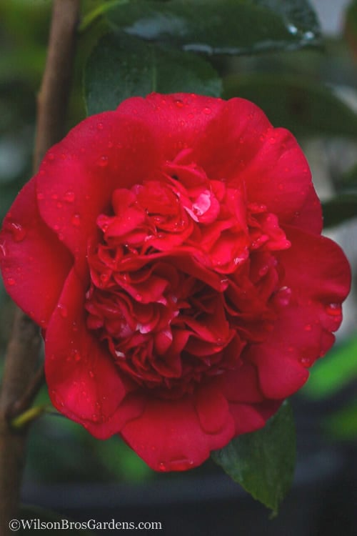 April Tryst Camellia Japonica - 7 Gallon Pot (3-4')