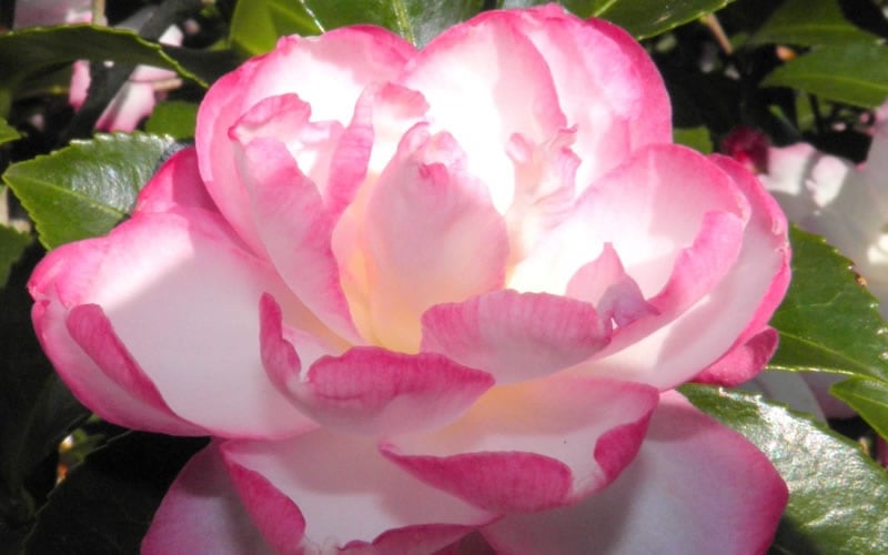 Leslie Ann Camellia Sasanqua - 1 Gallon Pot