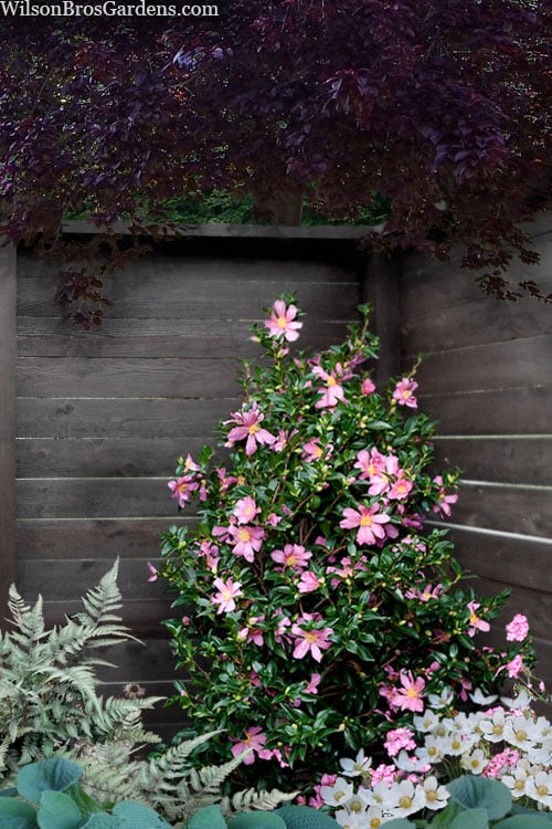 Slim 'N Trim Camellia - 7 Gallon Pot