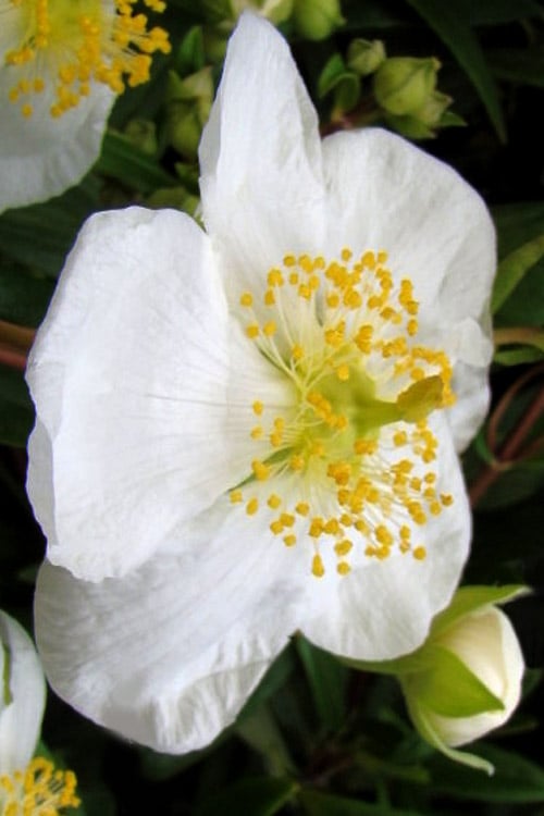 Elizabeth Bush Anemone (Carpentaria Californica) - 5 Gallon Pot