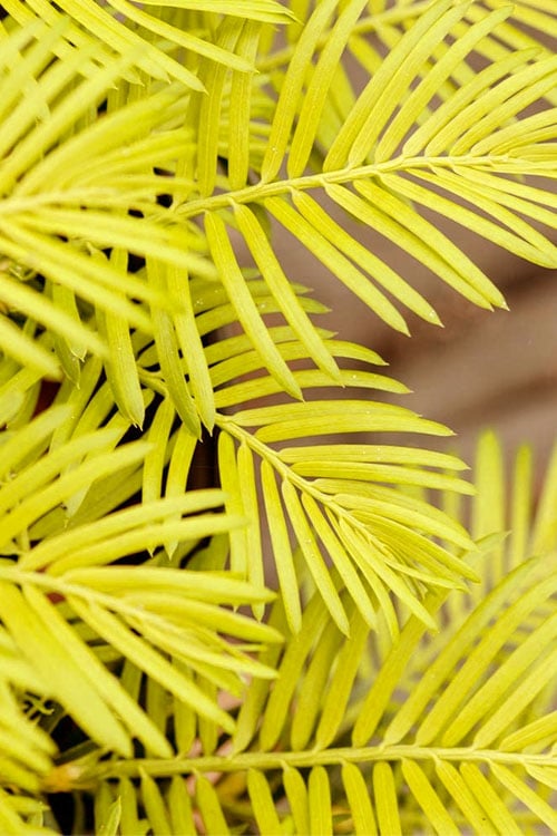 Golden Dragon Plum Yew (Cephalotaxus Harringtonia) - 3 Gallon Pot