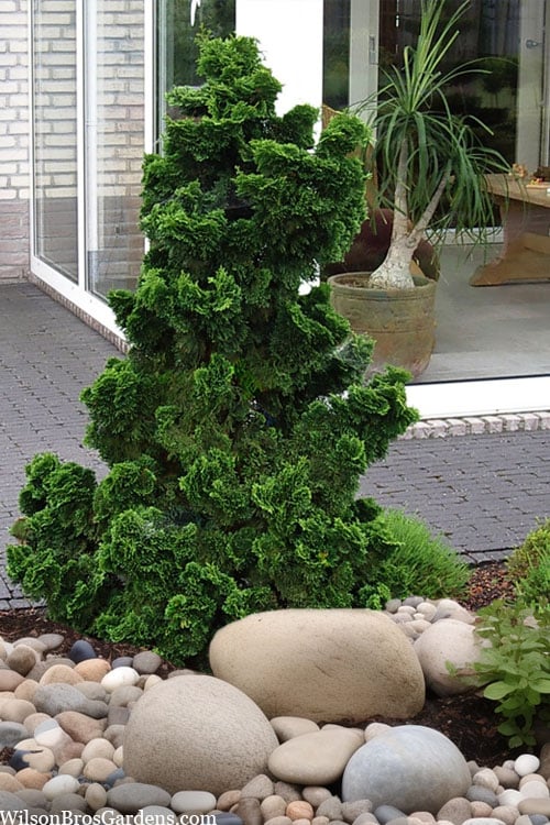 Dwarf Hinoki Cypress (Chamaecyparis Obtusa 'Nana Gracilis') - 3 Gallon Pot
