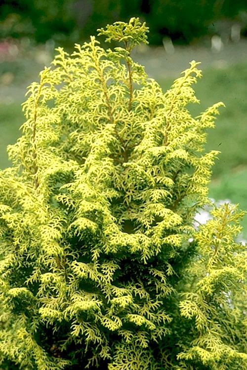Spirited Golden Hinoki Cypress - 3 Gallon Pot