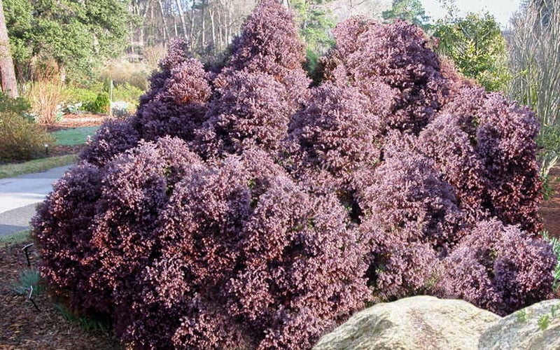Heatherbun Atlantic White Cedar (Chamaecyparis Thyiodes) - 2 Gallon Pot
