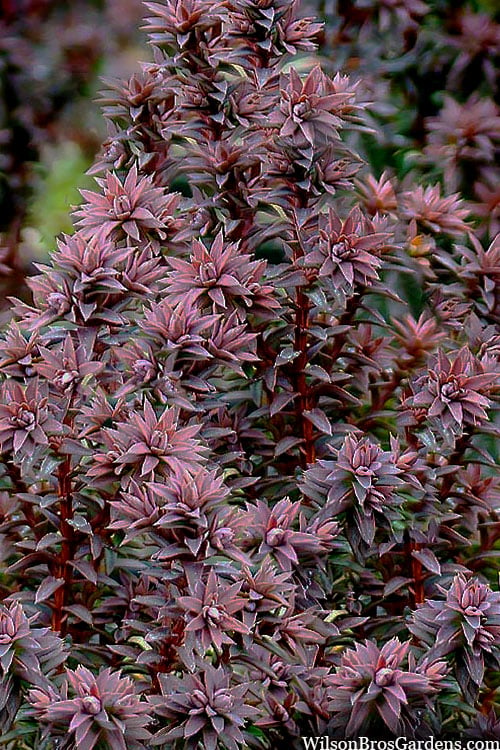 Red Star Cedar - 5 Gallon Pot