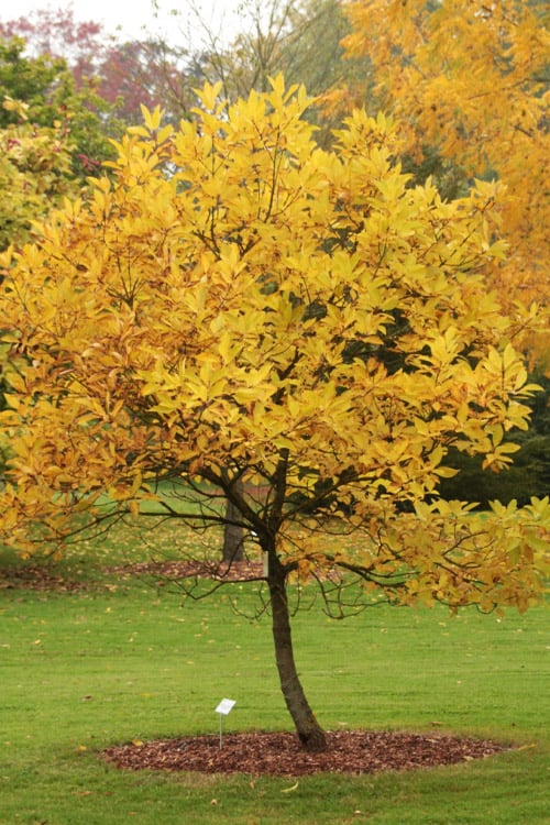 Spring Fleecing Fringe Tree (Chionanthus Virginicus) - 7 Gallon Pot (4-5')