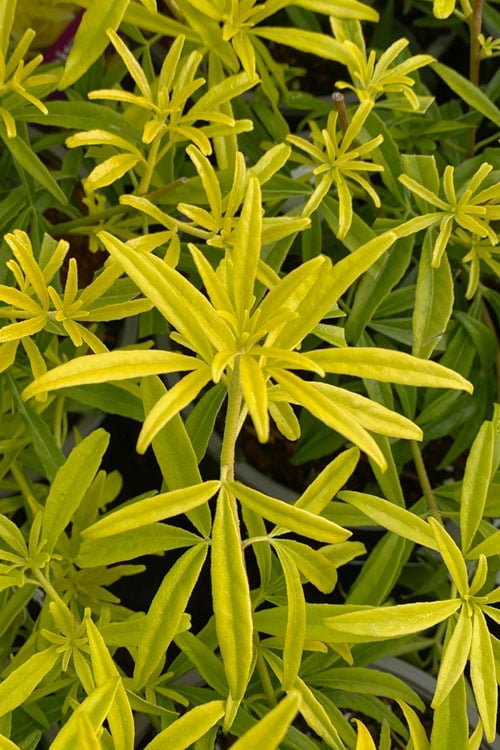 Goldfingers Mexican Orange Blossom (Choisya) - 1 Gallon Pot