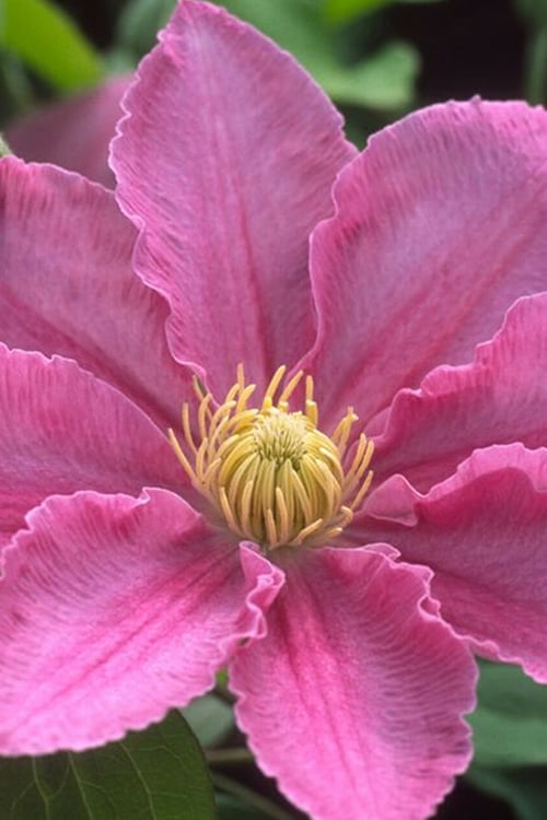 Abilene Clematis - 1 Gallon Pot