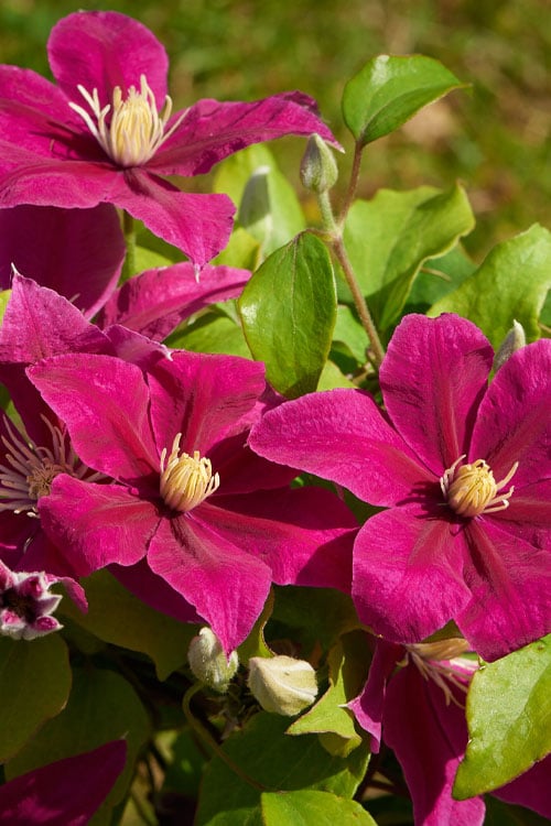 Acropolis Clematis - 1 Gallon Pot