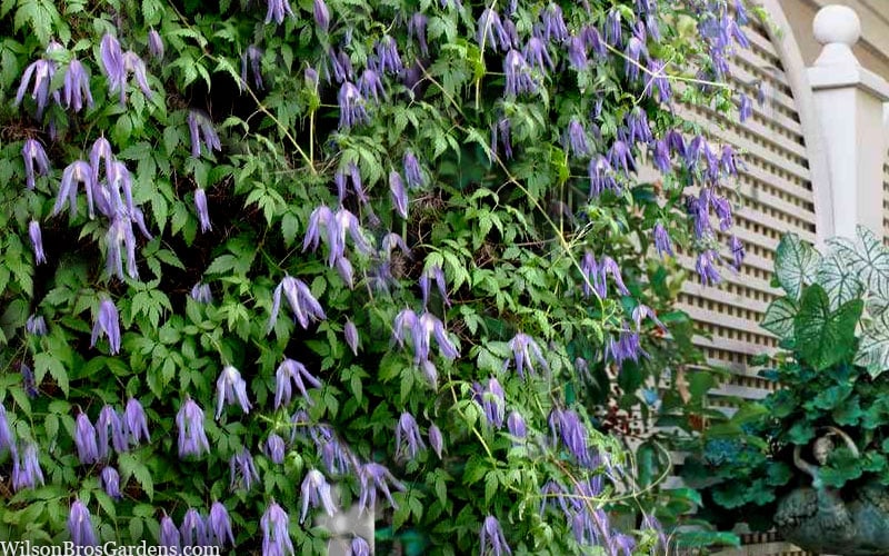 Blue Dancer Clematis - 1 Gallon Pot