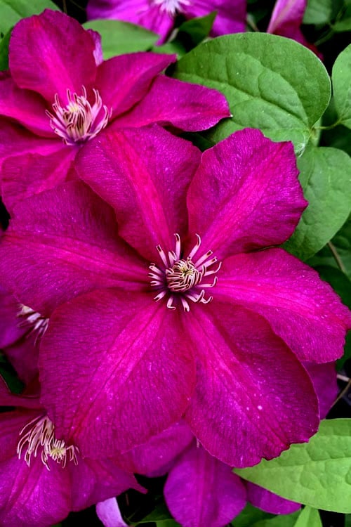 Cardinal Wyszynski Clematis - 1 Gallon Pot