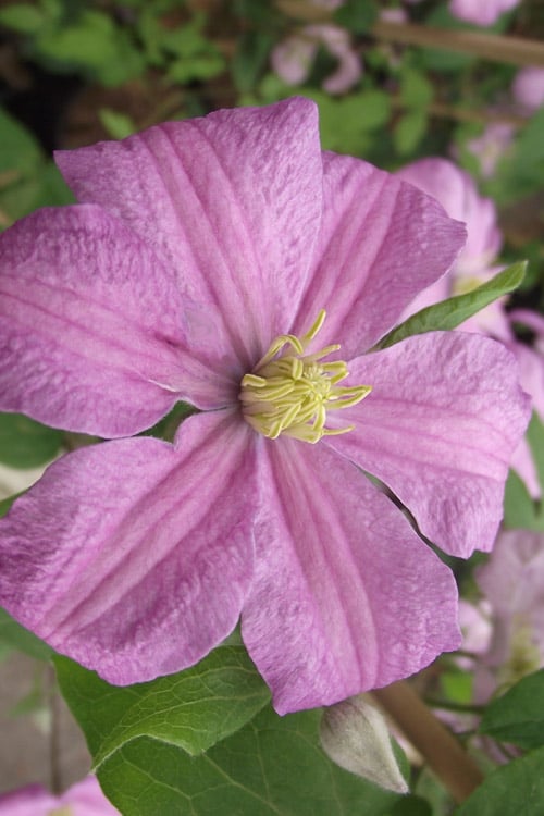 Comtesse De Bouchaud Clematis - 1 Gallon Pot