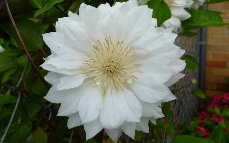 Duchess Of Edinburgh Clematis - 2 Gallon Pot