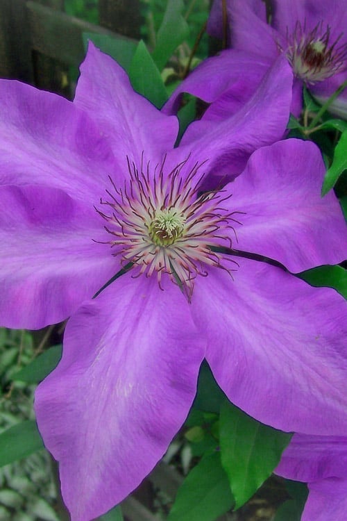 Elsa Spath Clematis - 1 Gallon Pot