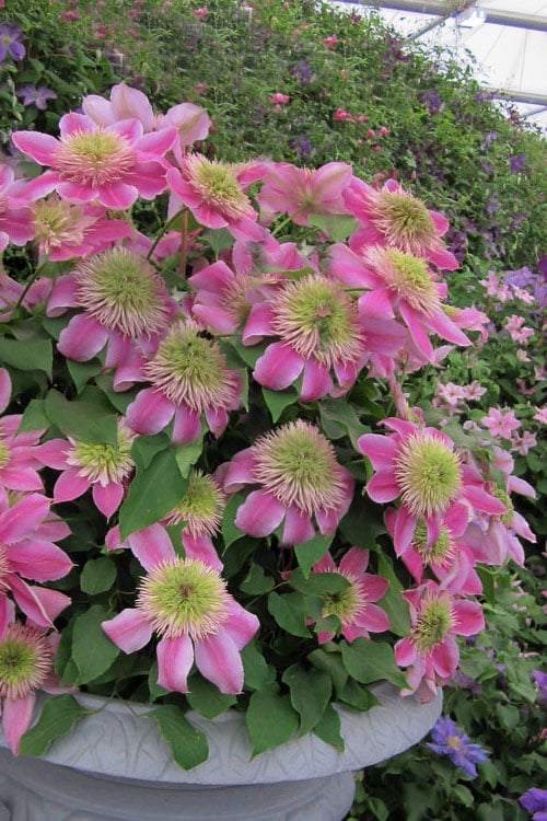 Empress Clematis - 1 Gallon Pot