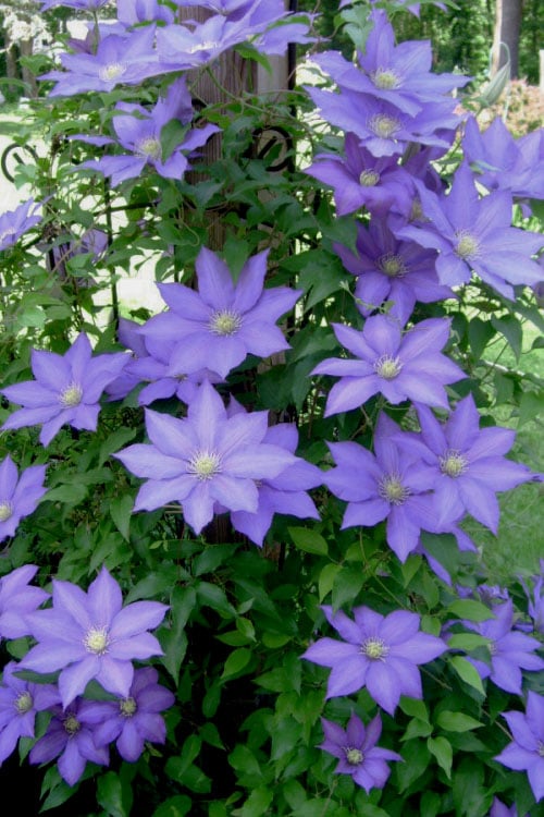 H. F. Young Clematis - 1 Gallon Pot