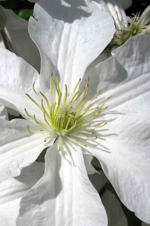 John Huxtable Clematis - 1 Gallon Pot