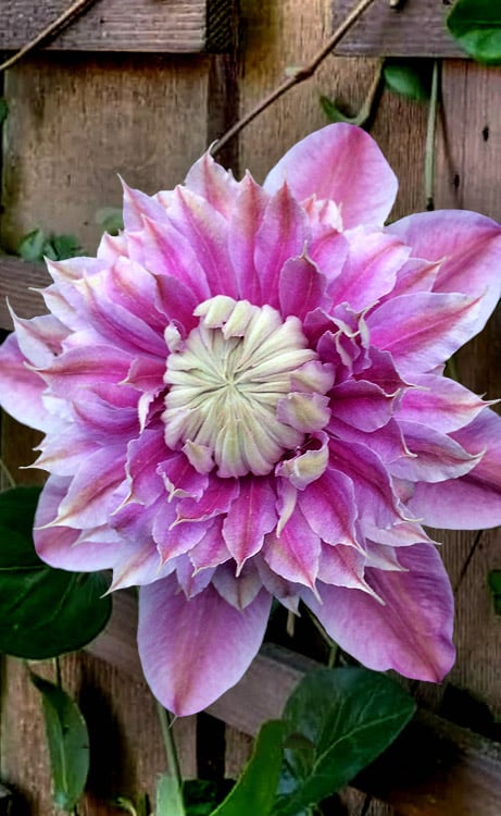 Josephine Clematis - 1 Gallon Pot